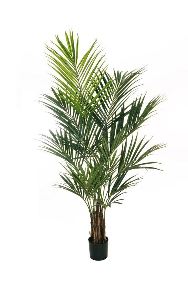 KENTIA PALM W/304 LVS H.210CM 80-434487