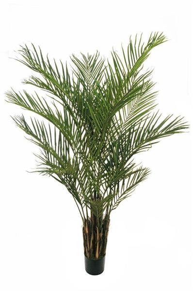 PHOENIX PALM PLANT