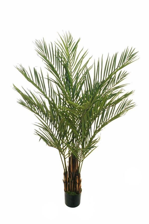 PHOENIX PALM PLANT W/702 LVS H.180CM 80-409966