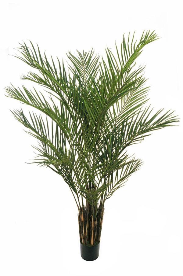 PHOENIX PALM PLANT W/978 LVS H.210CM 80-409973