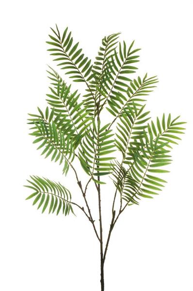CHAMAEDOREA PALM BRANCH, 160 CM.