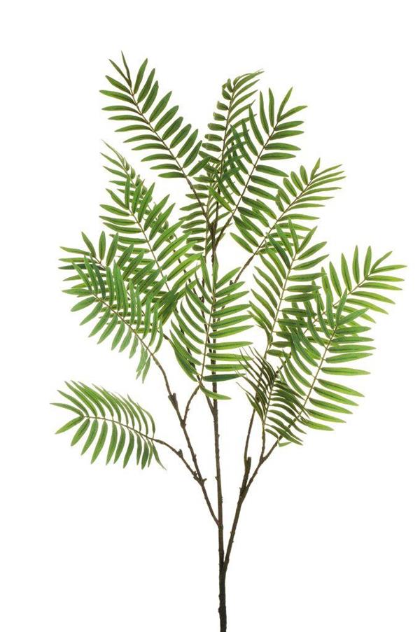 CHAMAEDOREA PALM BRANCH, 160 CM.