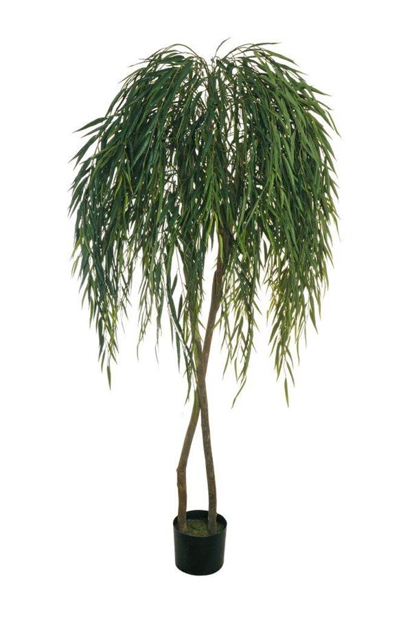 WILLOW TREE PLANT W/2470 LVS 2 NAT TRUNKS H.210CM 80-435699