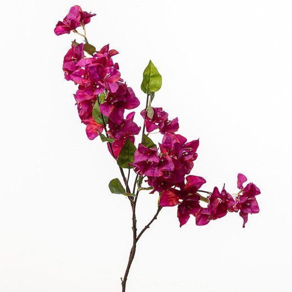 RAMO BOUGANVILLEA CM 105 , 8' BEAUTY *1/6/72*