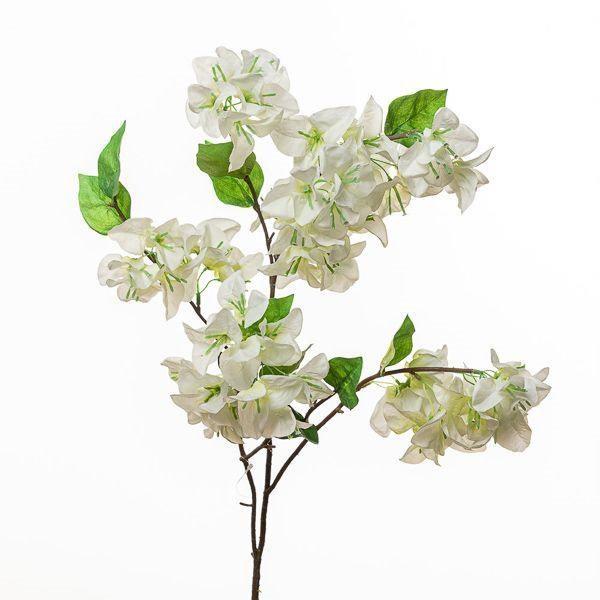 RAMO BOUGANVILLEA CM 105 , 8' *1/6/72* WHITE