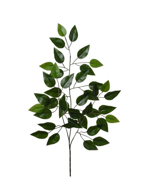 RAMO FICUS X 42 FOGLIE CM 61 (BROWN STEM) *12/480* GREEN