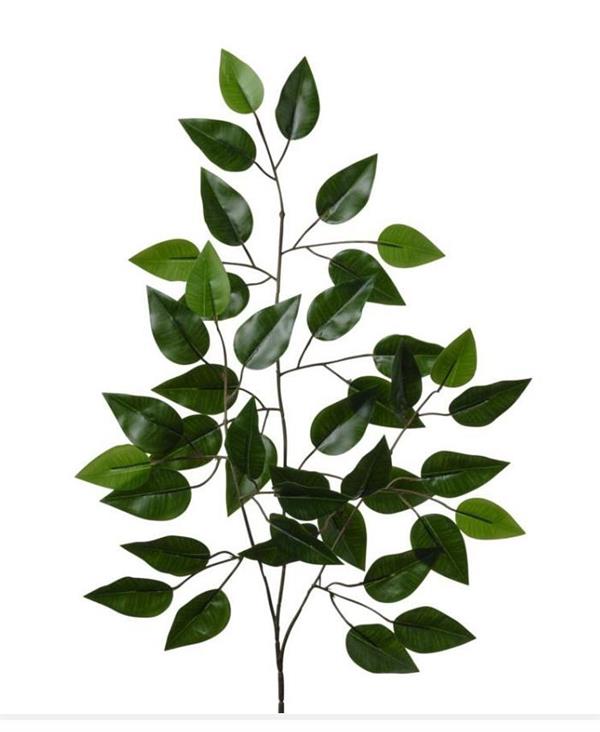 RAMO FICUS X 42 FOGLIE CM 61 (BROWN STEM) *12/480* VARIEGATED