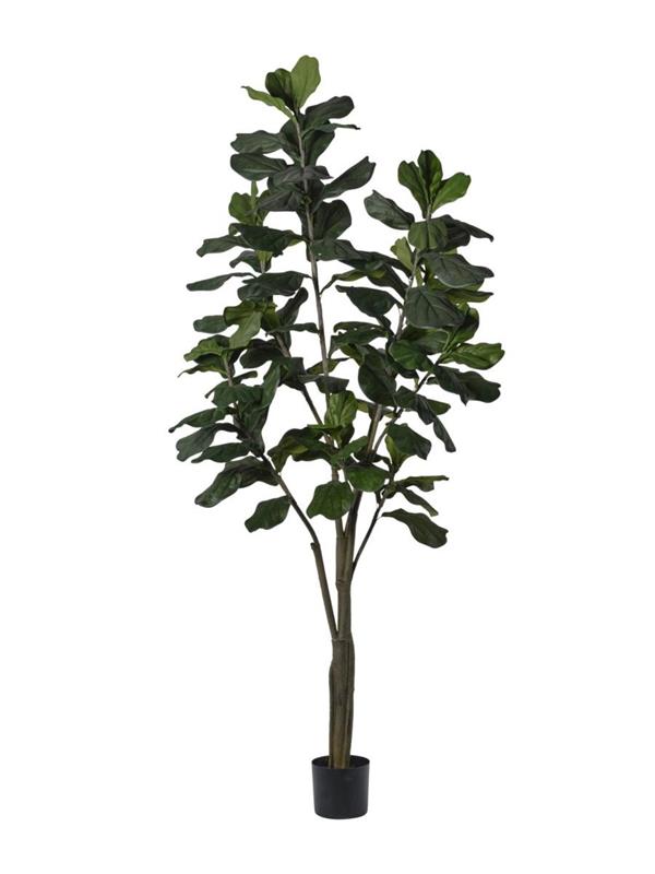 PIANTA FICUS LYRATA CM 240 2PIO477