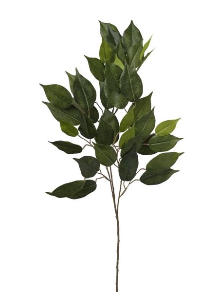 RAMO FICUS X 42 71 CM