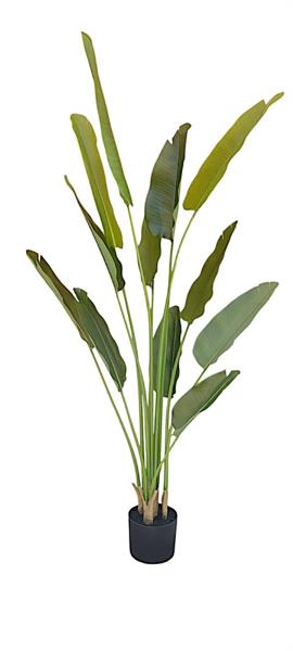 PIANTA STRELIZIA C/VASO H.20 CM *1/2*