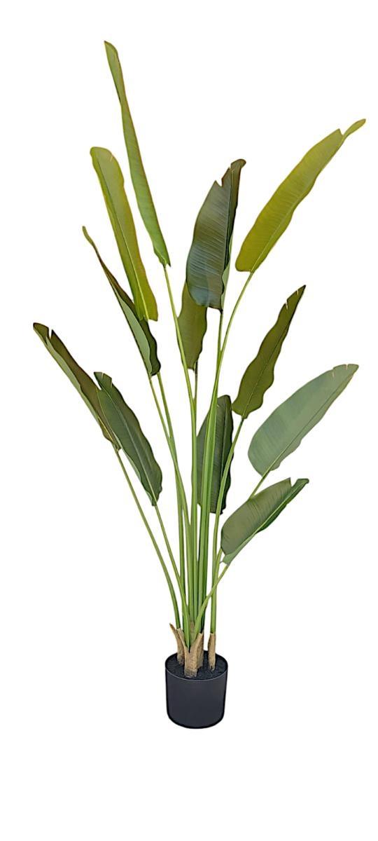 PIANTA STRELIZIA C/VASO H.20 CM *1/2*
