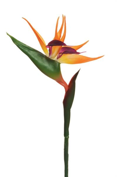 BIRD OF PARADISE SPRAY W/PLASTIC ST ORANGE