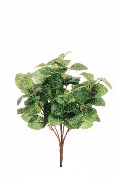 FITTONIA ALBIVENSIS BUSH X7,37 CM GREEN CREAM *1/24*