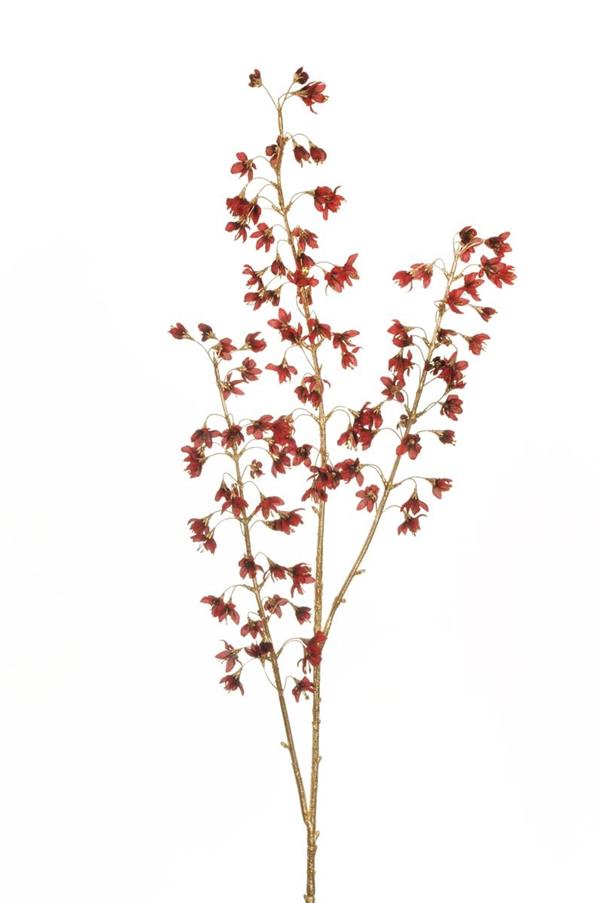 ASPHODELUS LONG BRANCH W/BIODEGRADABL