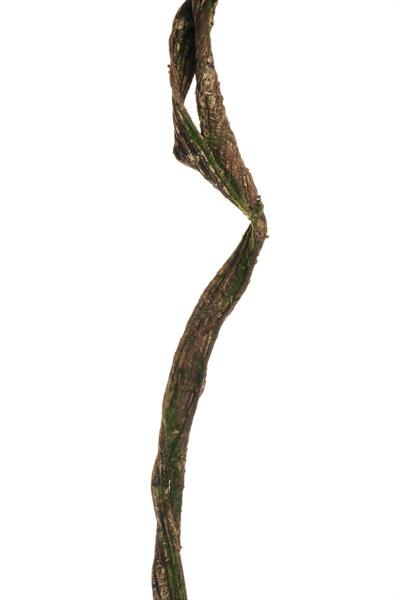 DOUBLE TANGLED COATED LIANA W/MOSS, 160 CM
