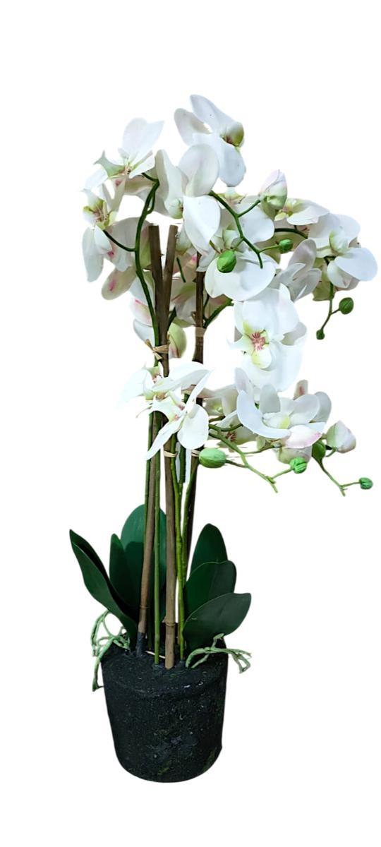 PHALAENOPSIS PLANT X5 STEM 85CM *1/2* WHITE