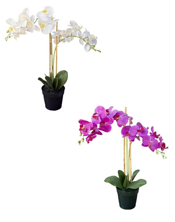 PHALENOPSIS PLANT X2 W/POT 70CM *1/4*