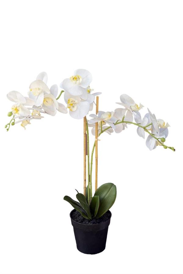 PHALENOPSIS PLANT X2 W/POT 70CM *1/4* WHITE