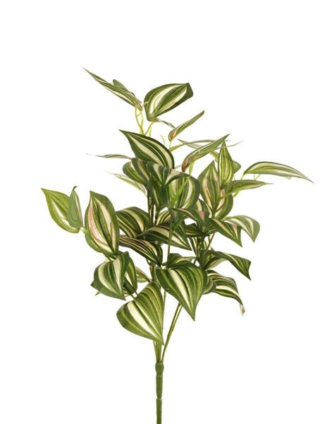 TRADESCANTHIA BUSH X7 *1/12*