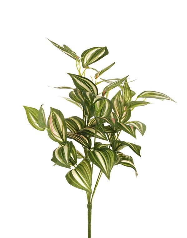 TRADESCANTHIA BUSH X7 *1/12* NATURAL