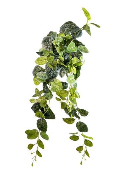 80CM FITTONIA BUSH *1/12*