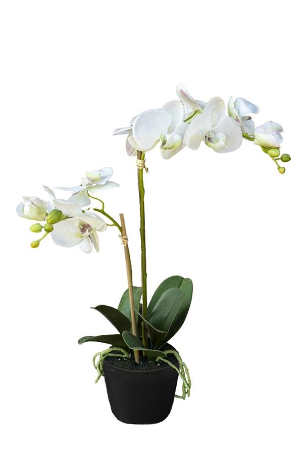 PHALAENOPSIS PLANT W/ 2 STEM WHITE *1/6*