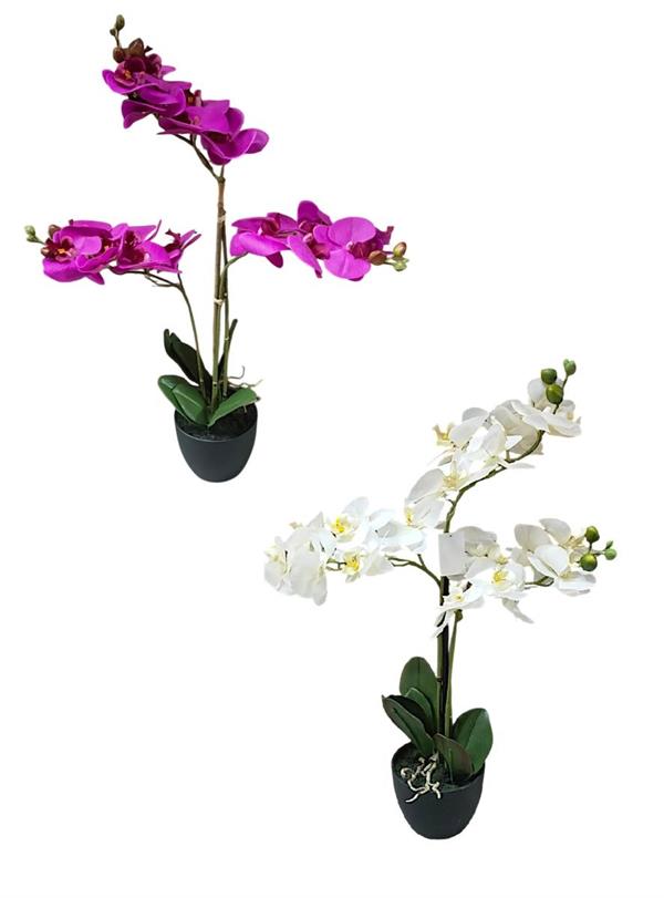 PHALENOPSIS PLANT X3 W/POT 65CM *1/4*