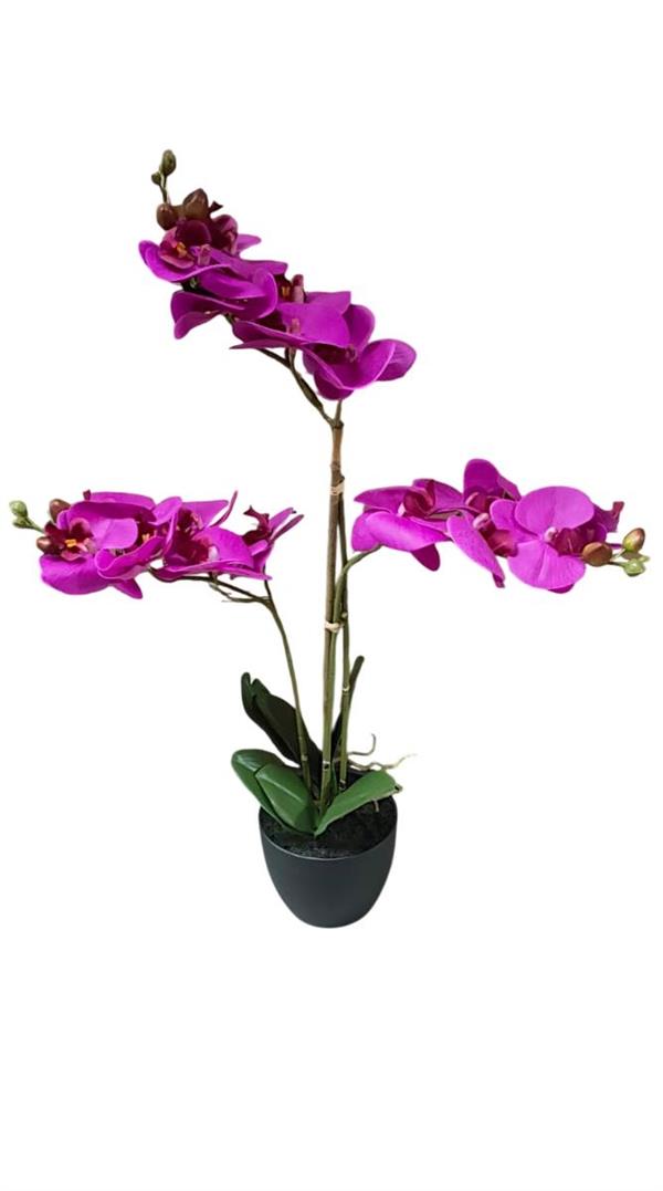 PHALENOPSIS PLANT X3 W/POT 65CM *1/4* PURPLE