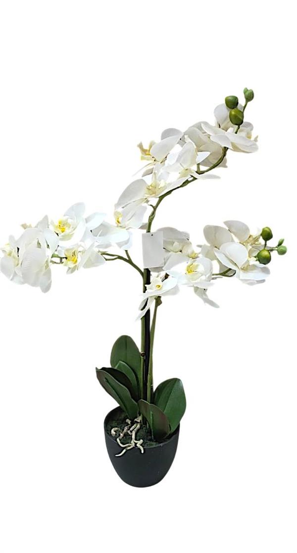 PHALENOPSIS PLANT X3 W/POT 65CM *1/4* WHITE