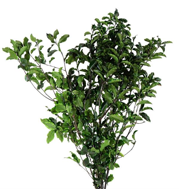 PITOSFORO PRESERVED BUSTA X 100 GR. VERDE