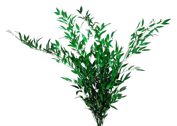 RUSCUS RACIMOSA PRESERVATO BSX100 GR. VERDE