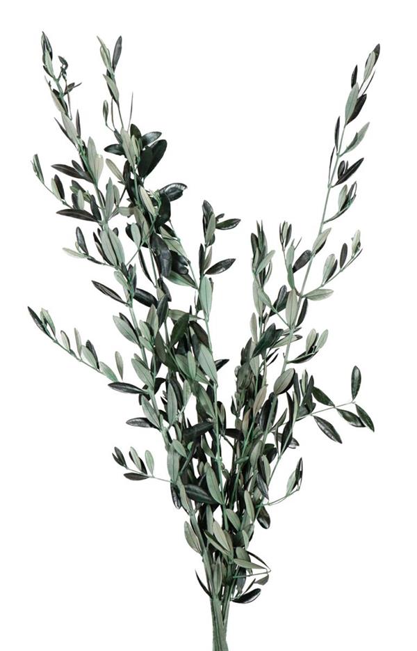 OLIVO PRESERVATO BSX100GR. VERDE