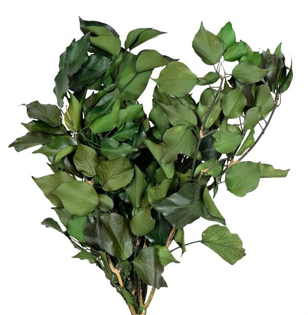 EDERA PRESERVED BS X 100 GR. VERDE