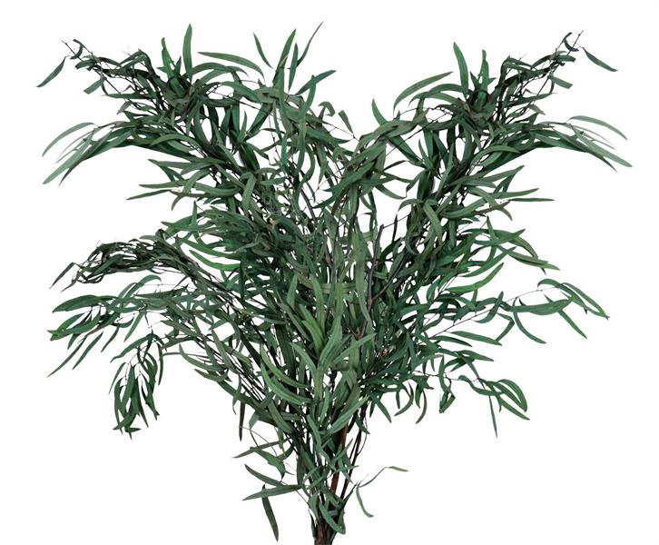 EUCALYPTUS NICHOLII PRESERV. X 100 GR.VERDE