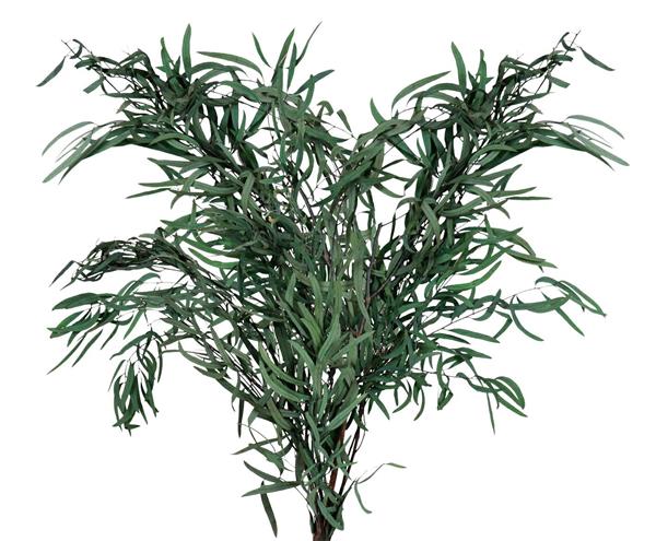 EUCALYPTUS NICHOLII PRESERV. X 100 GR.VERDE