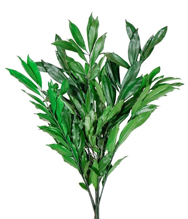 COCCOLUS ALLORO PRESERVED BS X 100 GR.VERDE