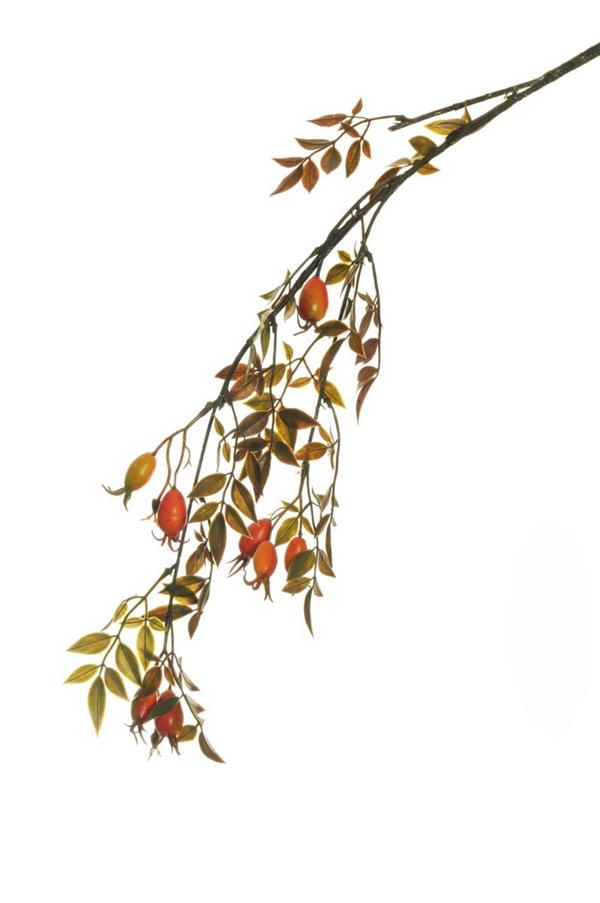 ROSEHIP SPRAY W/PLASTIC LVS ORANGE 80-437501 *1/12*
