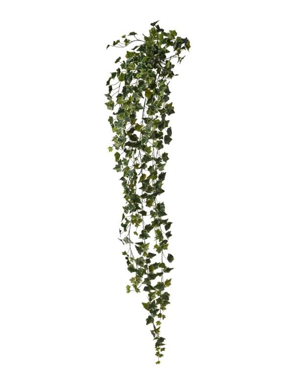 MAZZO EDERA CAD. X423 FOGLIE CM180 VARIEGATED