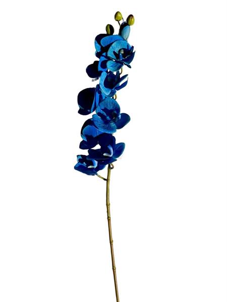 PHALAENOPSIS ORCHID SPRAY W/9 REAL  BLUE