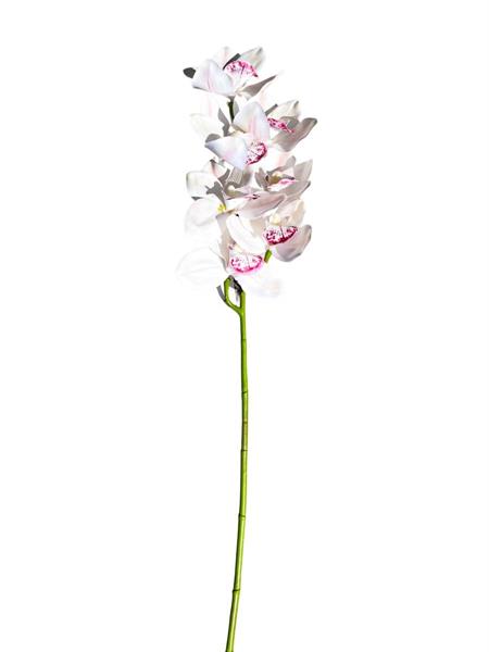 NATURAL TOUCH CIMBIDIUM x7