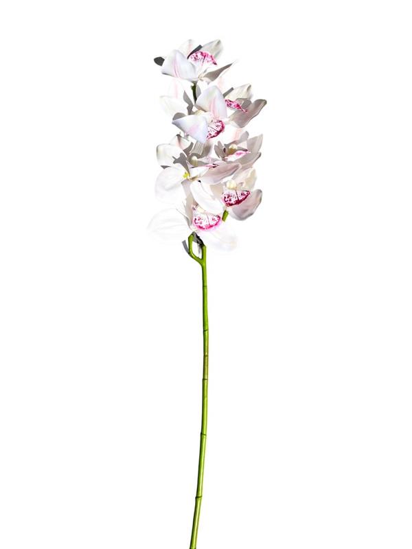 NATURAL TOUCH CIMBIDIUM x7 CREAM