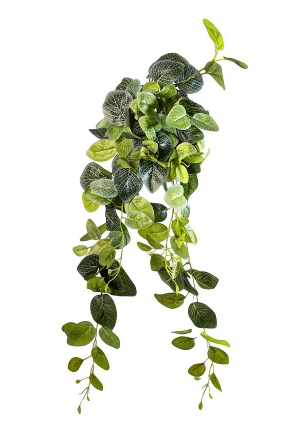 80CM FITTONIA BUSH *1/12* VINE WHITE GREEN