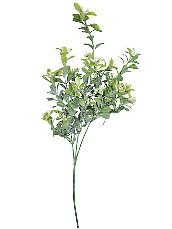 BOXWOOD SPRAY X 3 GREEN *1/24*