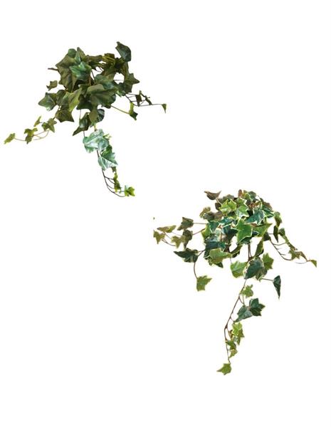 MINI IVY BUSH W/78 LVS