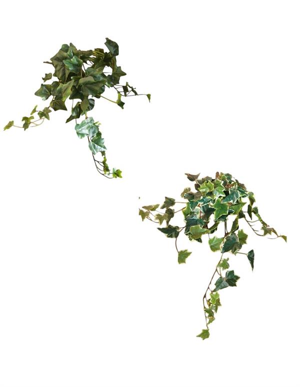 MINI IVY BUSH W/78 LVS
