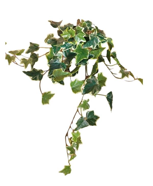 MINI IVY BUSH W/78 LVS *1/12/72* VARIEGATED