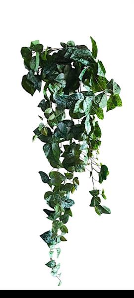 SCINDAPSUS BUSH VINE W/230 LVS 100CM