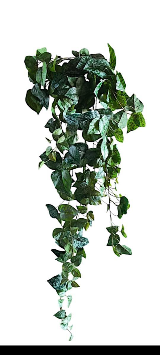 SCINDAPSUS BUSH VINE W/230 LVS 100CM
