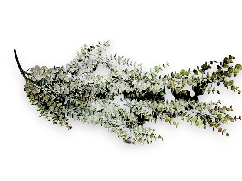 EUCALIPTUS POPULUS BUSH VINE