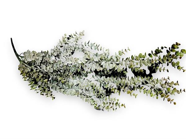 EUCALIPTUS POPULUS BUSH VINE
